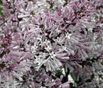 Сирень отклоненная Мисс Ким (Syringa pubescens subsp. patula 'Miss Kim') раскидистая