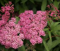 Спирея японская Фробели (Spiraea japonica 'Froebelii')