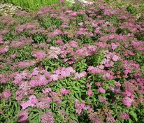 Спирея японская Зигюнерблут (Spiraea japonica 'Zigeunerblut')