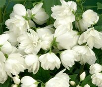 Чубушник венечный Сноубель (Philadelphus coronarius 'Snowbelle')