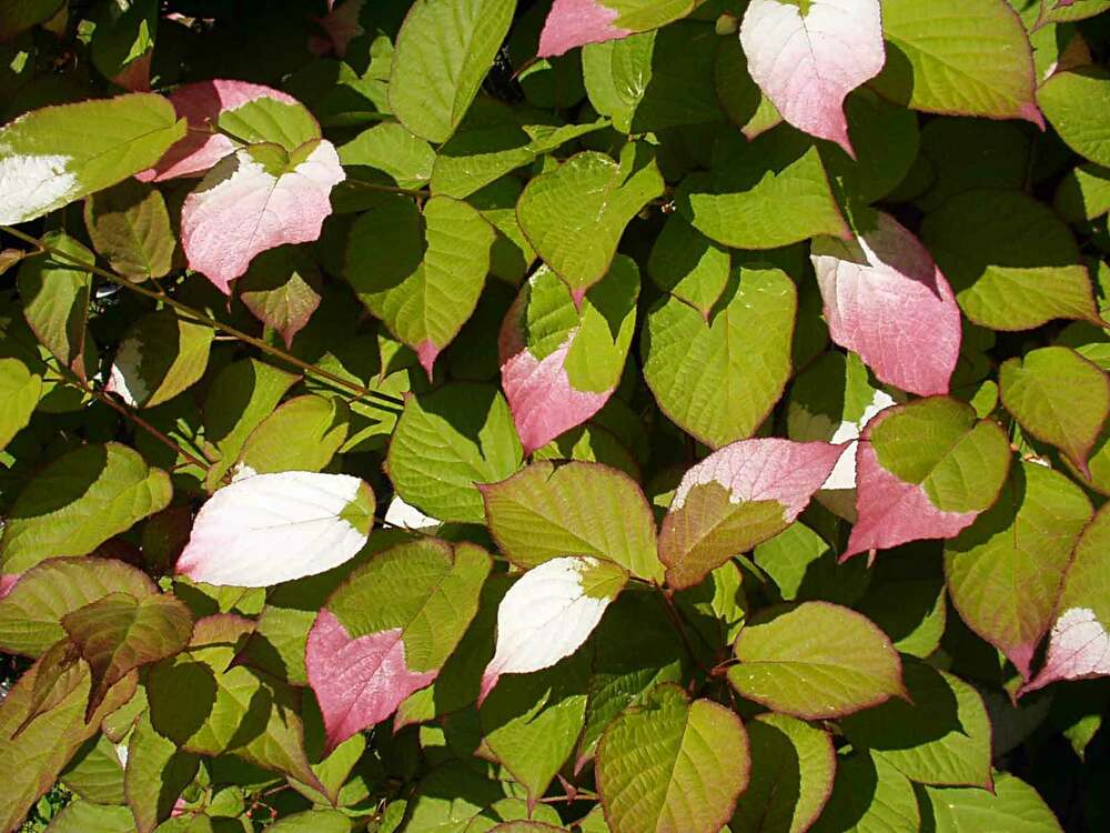 Актинидия коломикта мужская (Actinidia kolomikta)