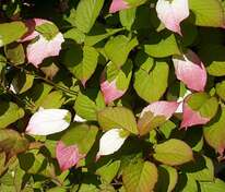 Актинидия коломикта мужская (Actinidia kolomikta)