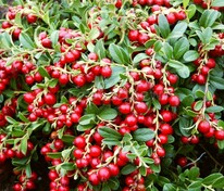 Брусника Ред Перл (Vaccinium vitis-idaea 'Red Pearl')