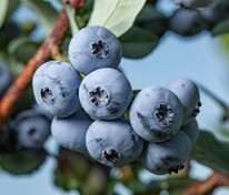 Голубика Бонус (Vaccinium corymbosum 'Bonus')