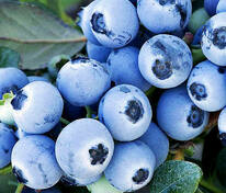 Голубика Река (Vaccinium corymbosum 'Reka')