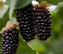 Ежевика Карака Блэк (Rubus fruticosus 'Karaka Black')