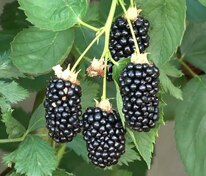 Ежевика Натчез (Rubus fruticosus 'Natchez')