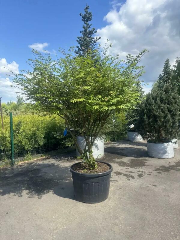 Бересклет крылатый (Euonymus alatus)