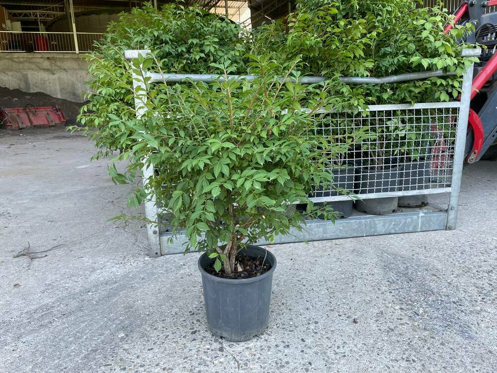 Бересклет крылатый (Euonymus alatus)