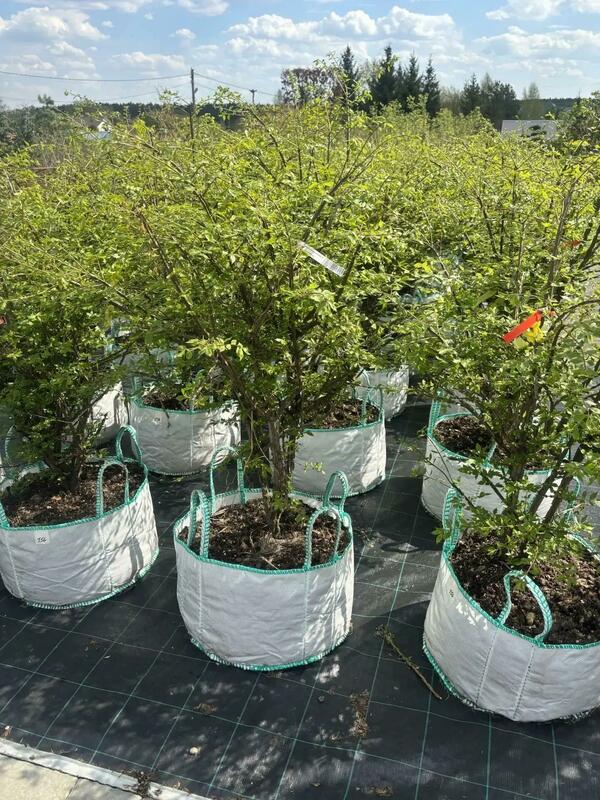 Бересклет крылатый (Euonymus alatus)