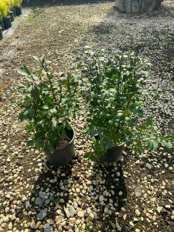 Бересклет крылатый (Euonymus alatus)