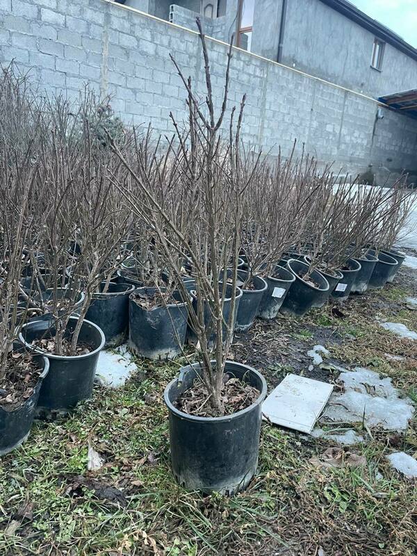 Бересклет крылатый (Euonymus alatus)