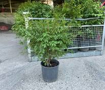 Бересклет крылатый (Euonymus alatus)