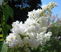 Сирень обыкновенная Мисс Элен Вильмонт (Syringa vulgaris 'Miss Ellen Willmott')