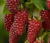 Ежемалина Логанберри (Rubus x loganobaccus 'Loganberry')