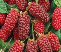 Ежемалина Тауберри (Rubus 'Tayberry')