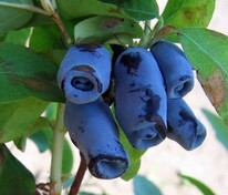 Жимолость съедобная Голубой Десерт (Lonicera caerulea 'Goluboy Desert')