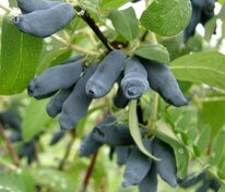 Жимолость съедобная Княгиня (Lonicera caerulea 'Knyaginya')