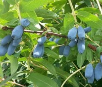 Жимолость "Sinichka" (Синичка)