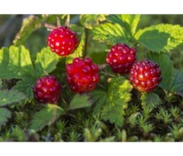 Княженика Анна (Rubus arcticus 'Anna')