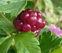 Княженика Аура (Rubus arcticus 'Aura')