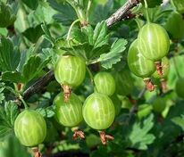 Крыжовник Бесшипый 2 (Ribes uva-crispa 'Besshipyy 2') "Шалун"