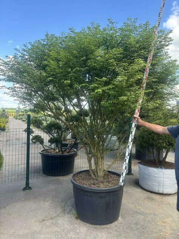Бересклет крылатый Компактус (Euonymus alatus 'Compactus')