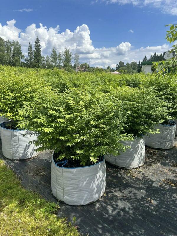 Бересклет крылатый Компактус (Euonymus alatus 'Compactus')