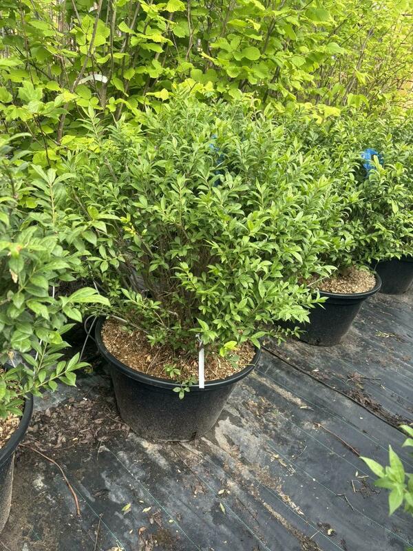 Бересклет крылатый Компактус (Euonymus alatus 'Compactus')
