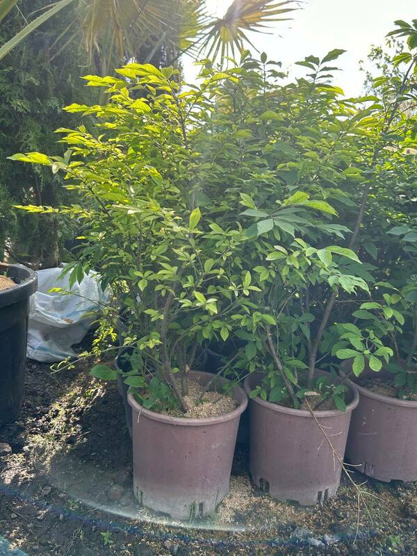 Бересклет крылатый Компактус (Euonymus alatus 'Compactus')