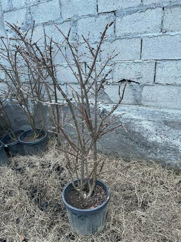 Бересклет крылатый Компактус (Euonymus alatus 'Compactus')