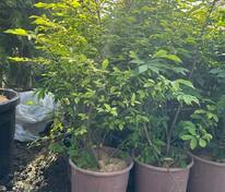 Бересклет крылатый Компактус (Euonymus alatus 'Compactus')