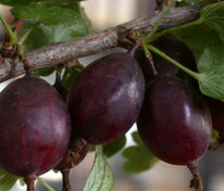 Крыжовник Финик (Ribes uva-crispa 'Finik')