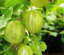 Крыжовник Финский зеленый (Ribes uva-crispa 'Finnish Green')