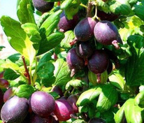 Крыжовник Черномор (Ribes uva-crispa 'Chernomor')
