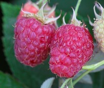 Малина Брянский рубин (Rubus idaeus 'Bryanskiy Rubin')