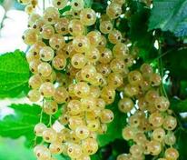 Смородина белая Баяна (Ribes niveum 'Bayana')