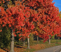 Клён колхидский Рубрум (Acer cappadocicum 'Rubrum')