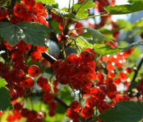 Смородина красная Ася (Ribes rubrum 'Asya')