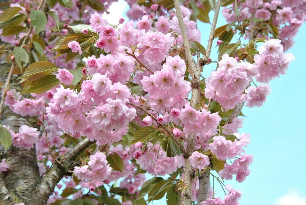 Вишня Акколадэ (Prunus 'Accolade') (сакура)