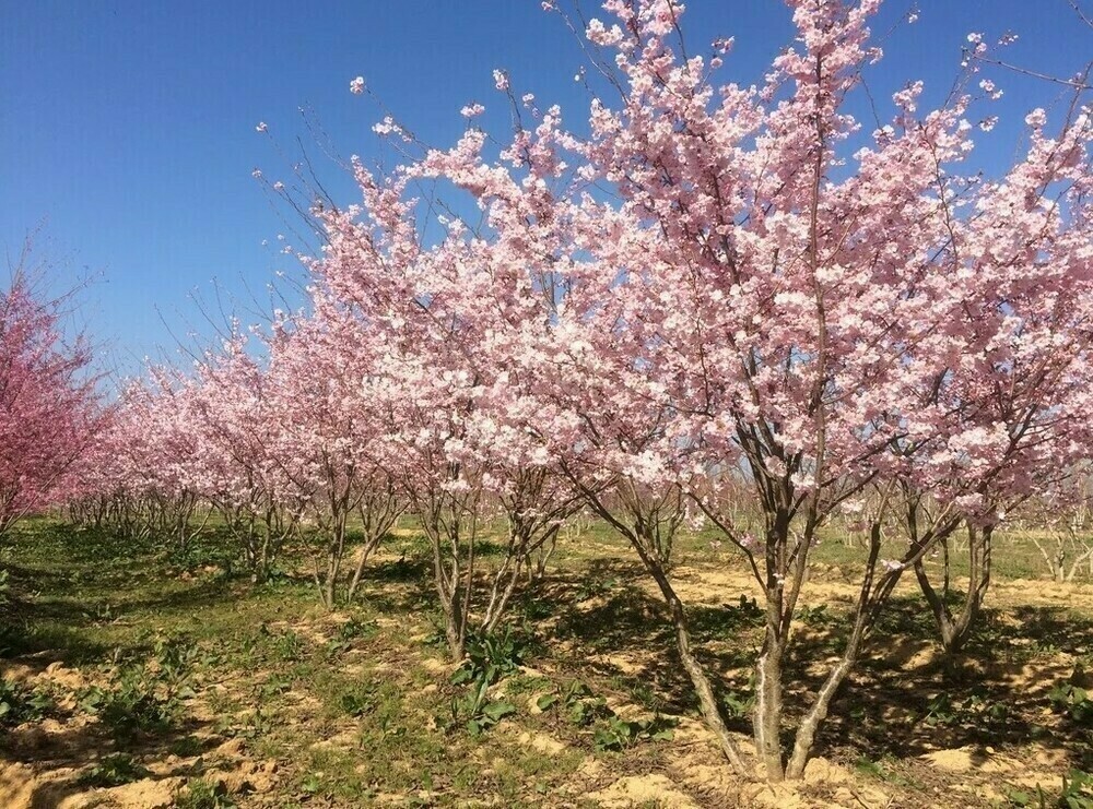 Вишня Акколадэ (Prunus 'Accolade') (сакура)
