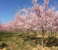 Вишня Акколадэ (Prunus 'Accolade') (сакура)