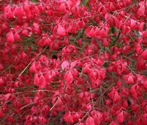 Бересклет европейский "Red Cascade" (Ред Каскад)