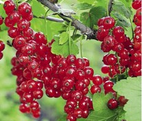 Смородина красная Джон Ван Тесс (Ribes rubrum 'Jonkheer van Tets')