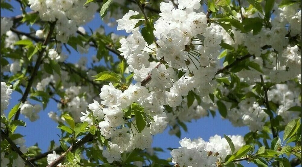 Вишня махроцветковая Плена (Prunus avium 'Plena')