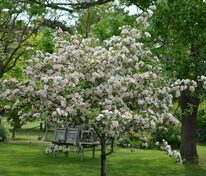 Вишня махроцветковая Плена (Prunus avium 'Plena')