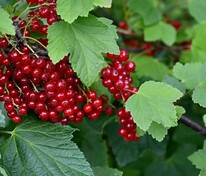 Смородина красная Кузьмина (Ribes rubrum 'Kuzmina')