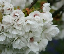 Вишня мелкопильчатая Широтаэ (Prunus serrulata 'Shirotae') (сакура)