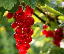Смородина красная Подарок лета (Ribes rubrum 'Podarok Leta')