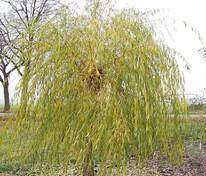 Ива золотистоволосистая Крисокома (Salix × sepulcralis 'Chrysocoma')